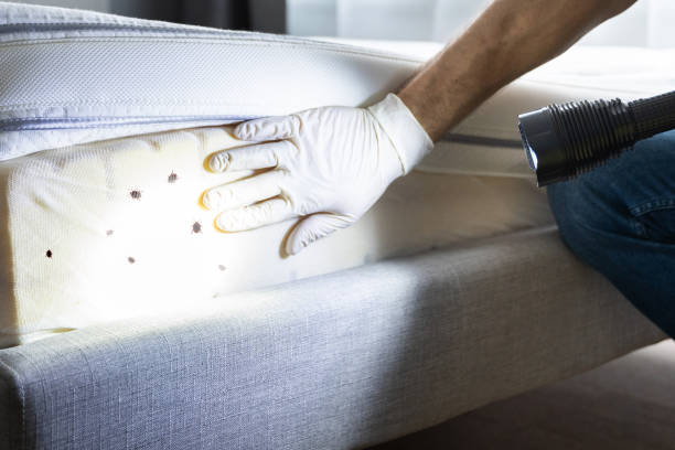 Best Affordable Exterminators  in Elton, LA