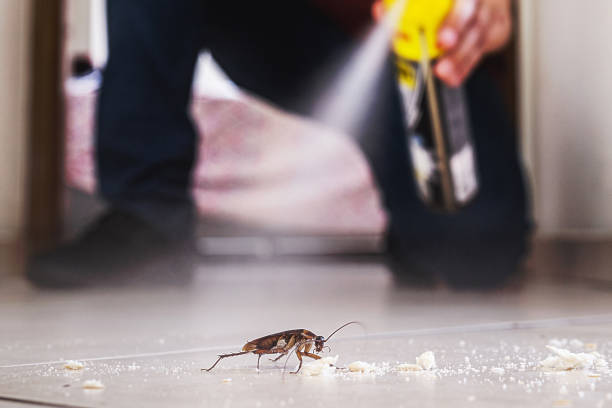 Best Spider Control Near Me  in Elton, LA